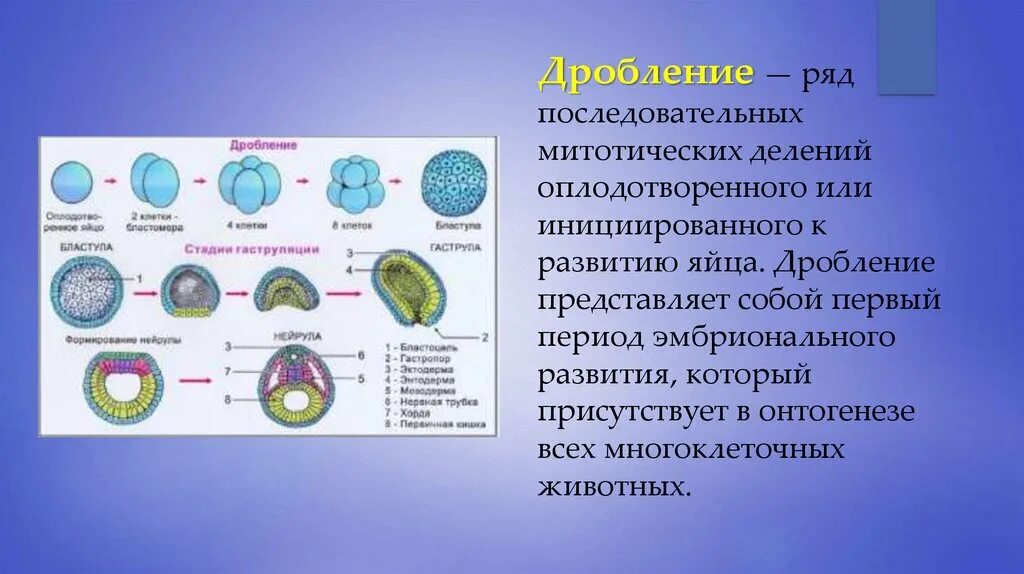 Деление клетки онтогенез. Онтогенез дробление. Эмбриональный период развития многоклеточных животных. Онтогенез растений. Этапы онтогенеза растений.