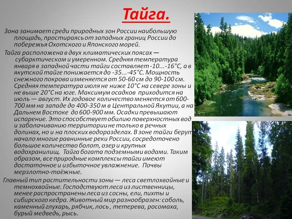 Тайга природная зона. Характеристика тайги. Тайга характеристика природной зоны. Сообщение о тайге.