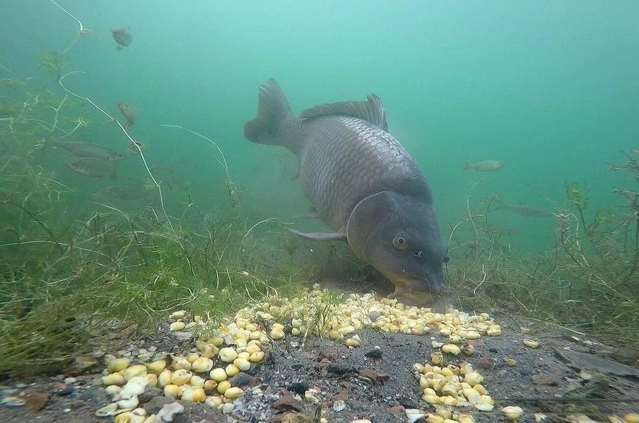 Сазан питание. Сазан под водой. карась в воде. карп под водой. питание карпа.