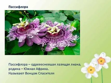 Проект необычные растения мира