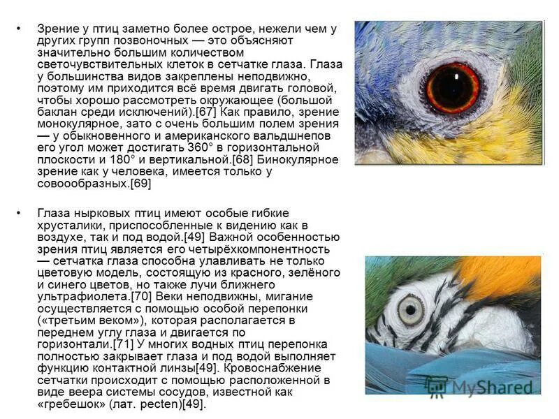 Функция 3 века. Зрение птиц. Цветовое зрение птиц. Монокулярное зрение у птиц. Цветное зрение у птиц.