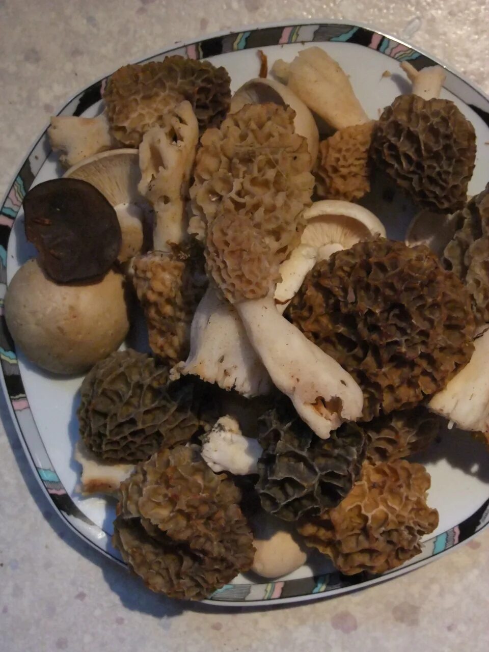 Сморчки грибы рецепт приготовления. Сморчки черные. Что такое сморчки в еде. Морской сморчок.