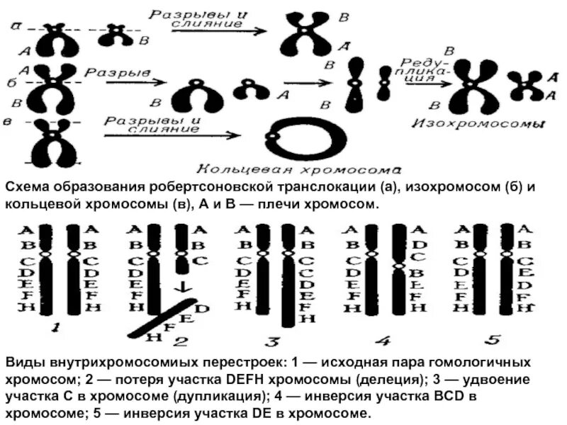 Удвоение гомологичных хромосом. Робертсоновская транслокация. транслокация хромосом схема. возникновение кольцевых хромосом. хромосомная транслокация робертсоновская.