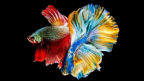 Colorful fish