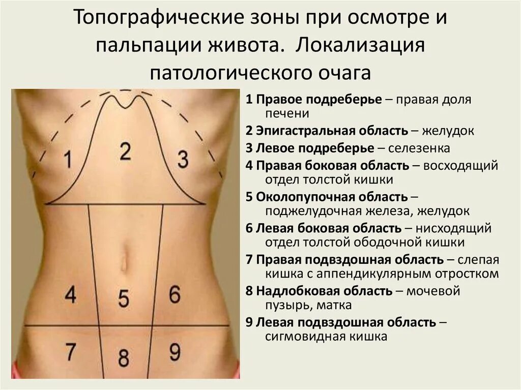 Боль справа у женщин. Пальпация ЖКТ пропедевтика схема. Топографические области живота. Области живота при пальпации. Зоны живота при пальпации.