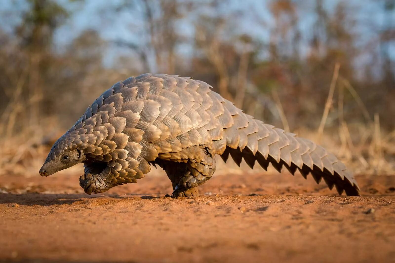 Pangolin