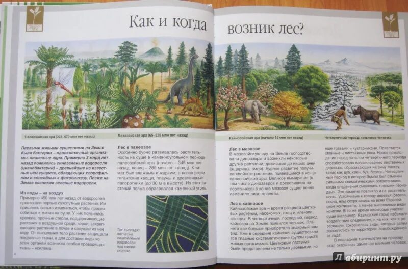 Войти в мир леса. Детские энциклопедии махаон мир леса. книга мир леса махаон. энциклопедия махаон.