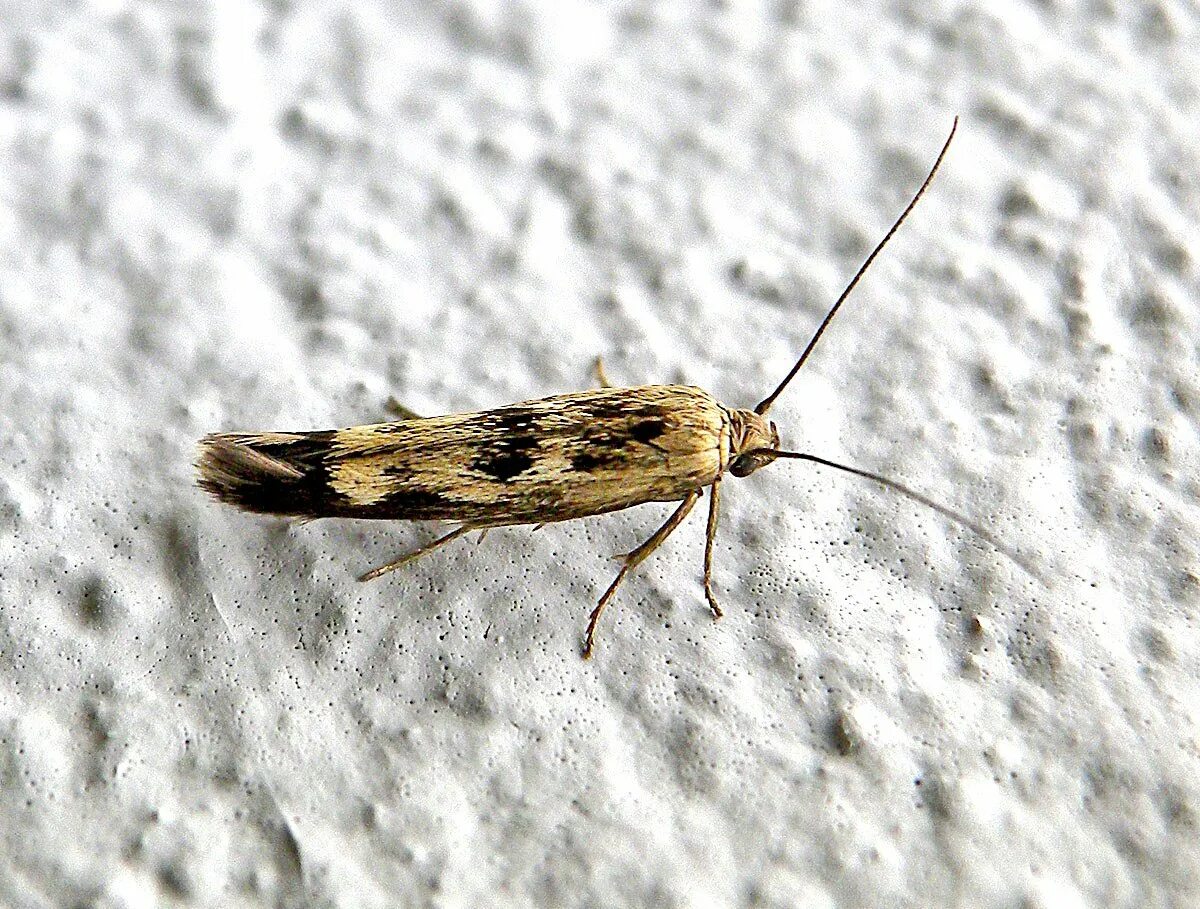 Scythris limbella. Платяная моль Имаго. Тополиная моль. Тополиная моль мелкая.