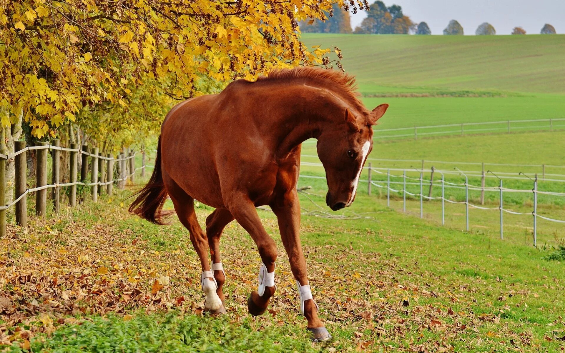 A horse is an animal. Рыжая масть лошади. Конь рыжий. Коричневая лошадь. Лошади осенью.