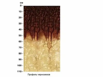 Профиль чернозема