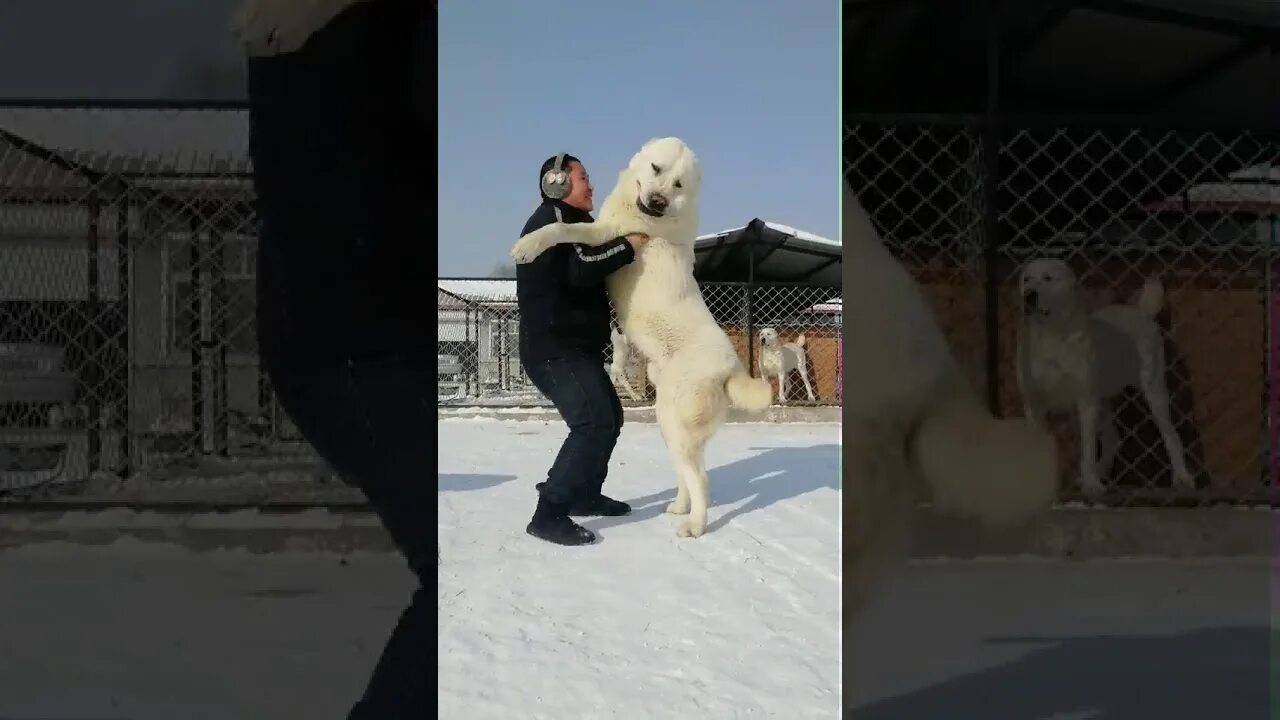 Гигантский алабай Джафар. Алабай самый крупный. Большой алабай с человеком. Галабаи Тания.