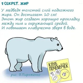 Пермь почему медведь