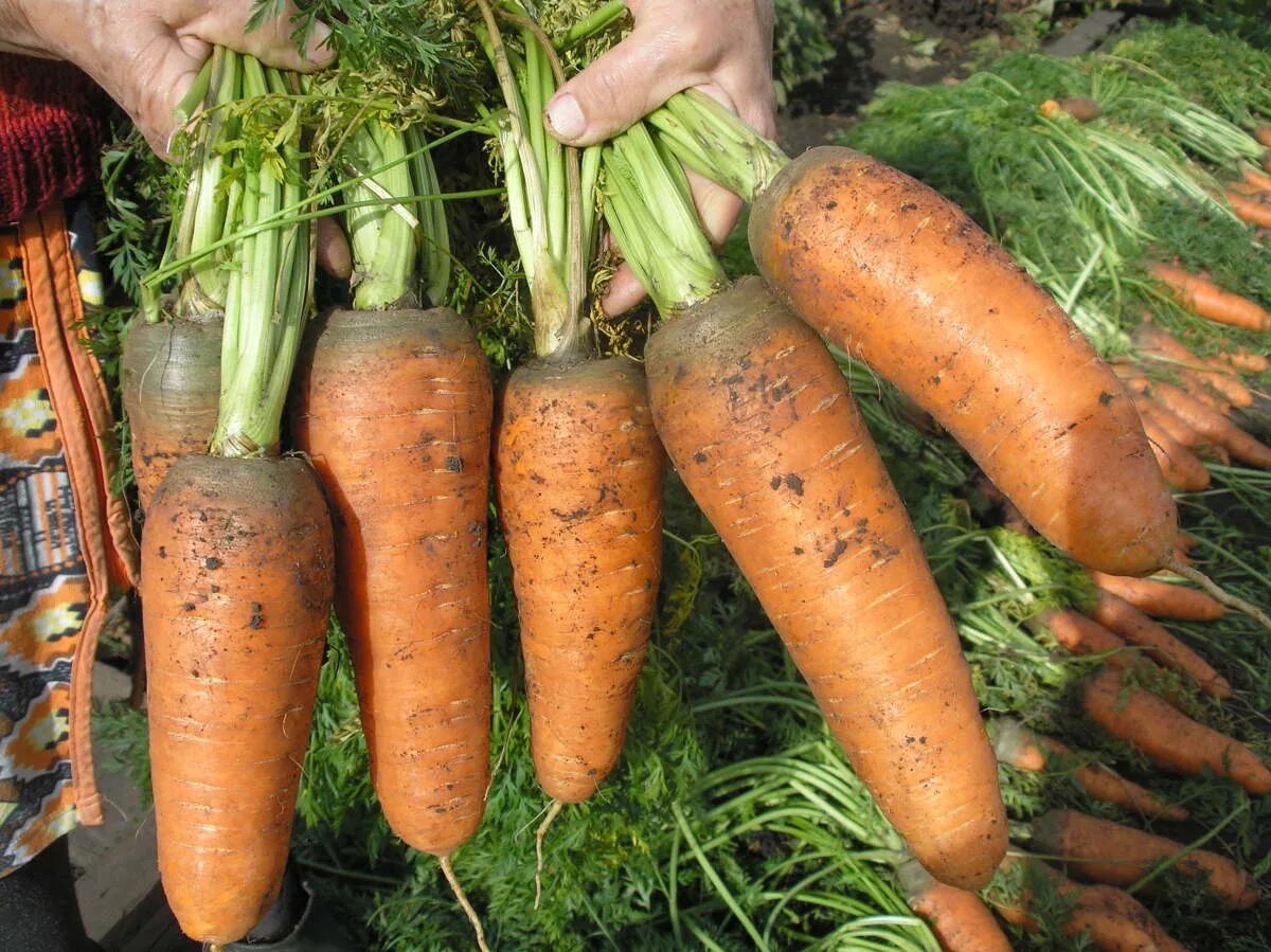Морковь в черноземье. Сорт моркови Шантане. Морковь Шантане Королевская. Морковь Курода Шантанэ. Морковь Шантенэ 2461.