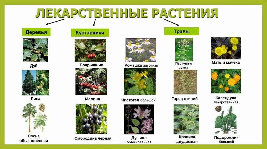 Лекарственные растения для животных. Целебные растения. травы названия. лечебные травы названия. растения владимирской области.