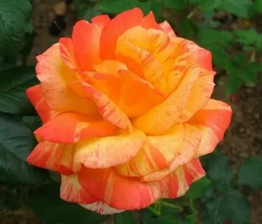 Marvels rose
