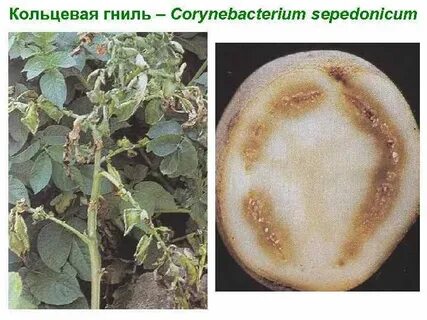 Гниль на картофеле способы борьбы