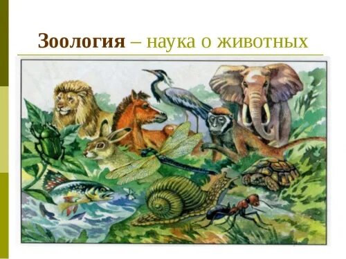 Зоология темы для проекта Презентация "Зоология наука о животных. Животные и окружающая среда"