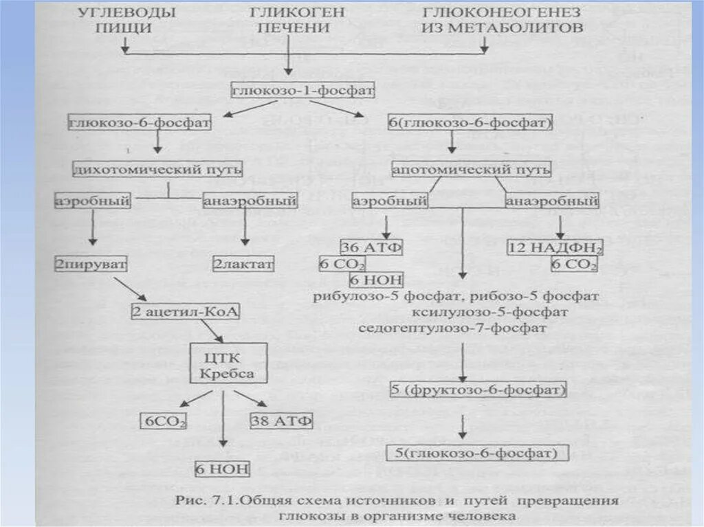 Углевод в печени человека. Апотомический путь распада углеводов. Дихотомическое окисление схема. Дихотомический и апотомический пути распада Глюкозы. Апотомисескиц распад углеводов.