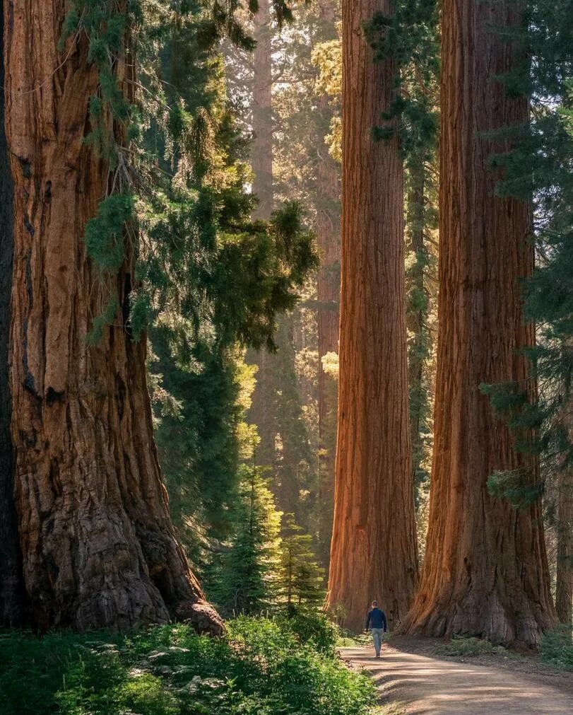 Огромные стволы деревьев. Парк Секвойя Калифорния. Национальный парк Секвойя США. Калифорнийская Секвойя Гиперион. Секвойя дерево.