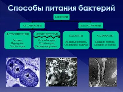 К микроорганизмам относят группу