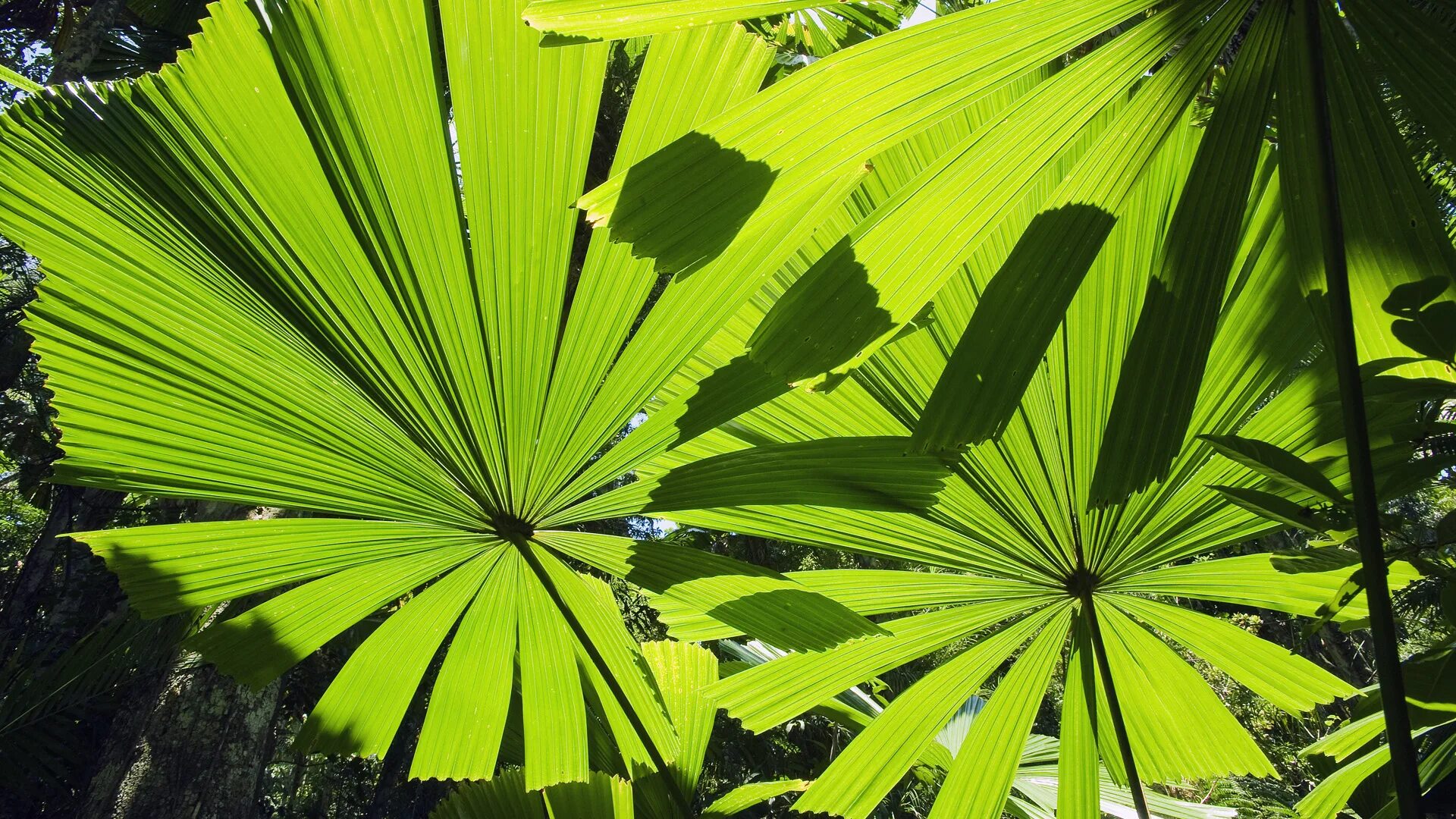 Тропические листья. Листья тропических растений. Пальма Лиственная. Тропическая зелень.