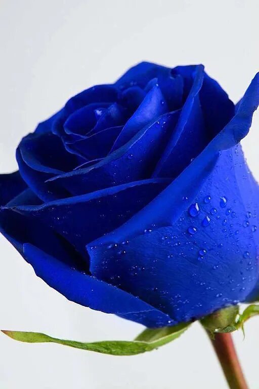 Синий раз. Крашеные синие розы. Синяя роза бутон. Романтическая голубая роза. Синие розы с крупными и красивыми бутонами.