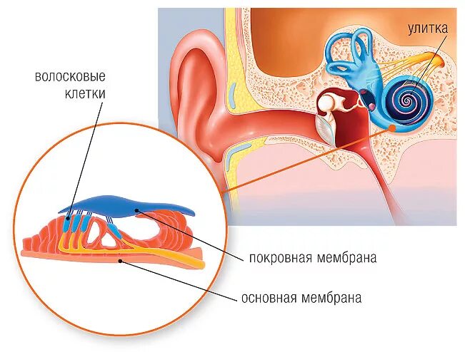Мембраны улитки внутреннего уха. Внутреннее ухо волосковые клетки. Волосковая клетка внутреннего уха строение. Строение уха волосковые клетки.