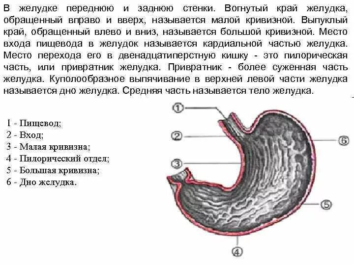 Воздух в области желудка. Малая кривизна желудка направлена. Препилорический отдел желудка. Пилорический отдел желудка схема. Кардиальный и пилорический отделы желудка.