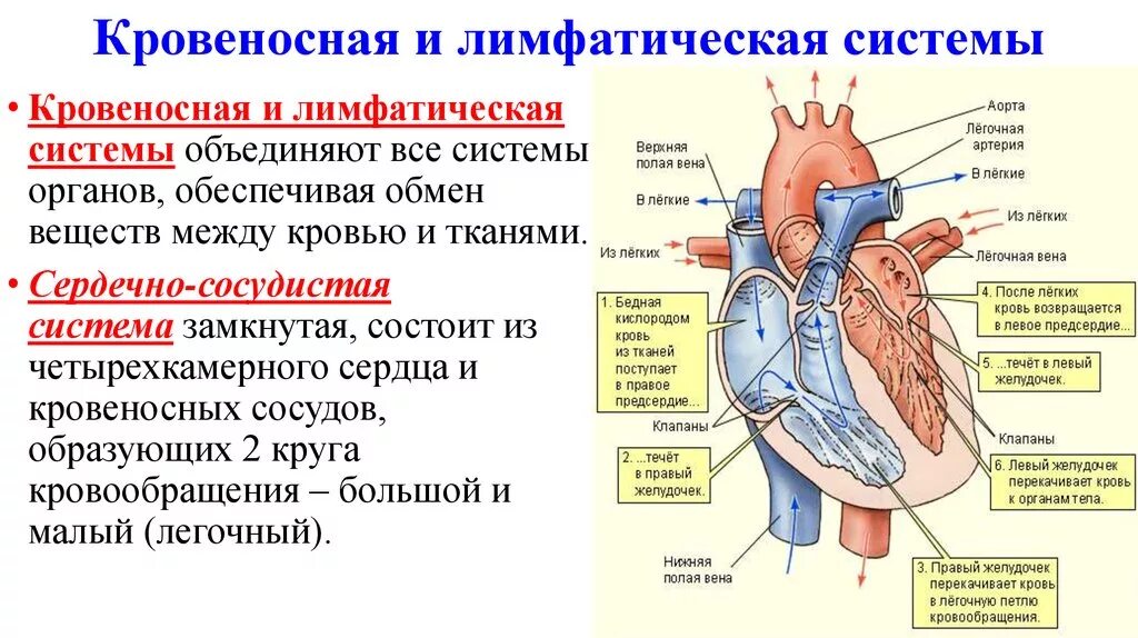 Лимфатическая система таблица 8 класс. Кровеносная система сердце строение и функции. Сердечно сосудистая и лимфатическая система. Схема связи кровообращения и лимфообращения. Роль кровообращения в организме