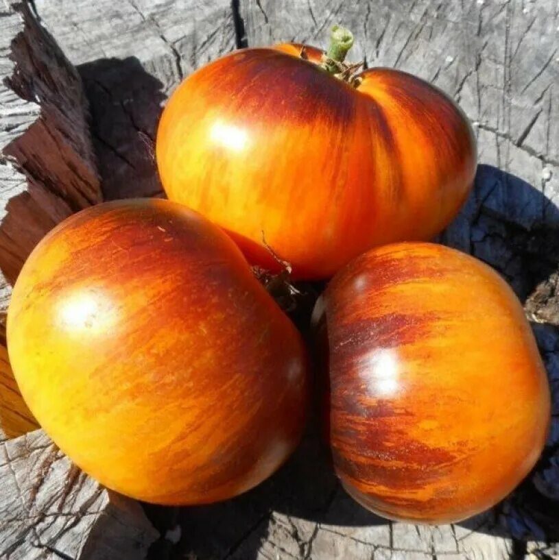 Сорт мечта алисы. Томат мечта алисы. Мечта алисы томат описание. Томат мечта алисы семена. Мечта алисы помидоры описание сорта.