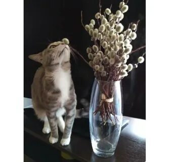 Верба котики