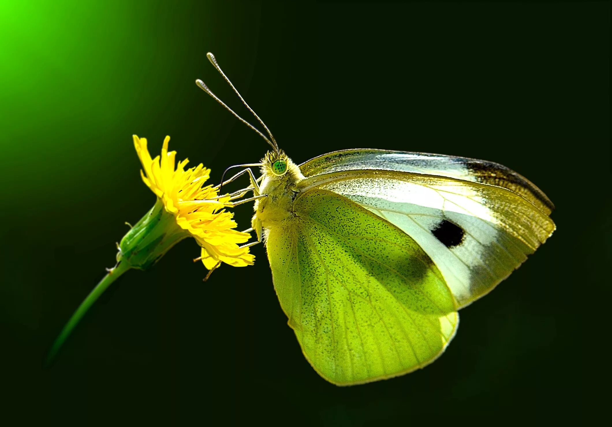 Фарфалла бабочка. Пыльца бабочки. Бабочки питаются пыльцой. Пыльца на крыльях бабочек. Пыльца крылья