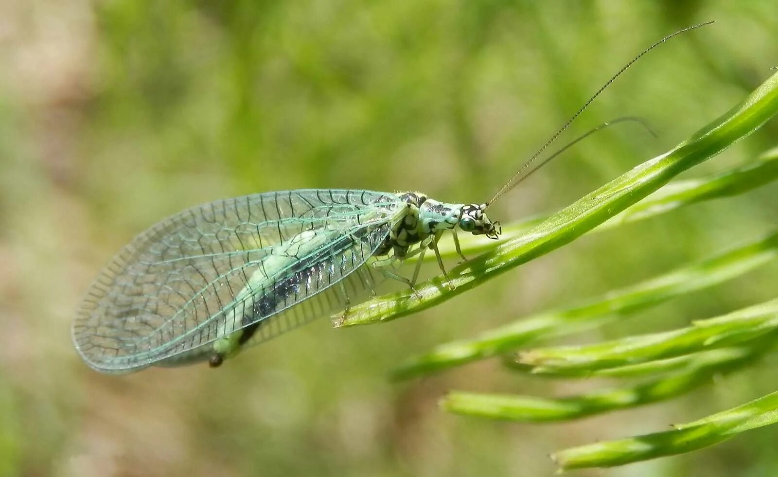 Сетчатокрылые. Стрекоза златоглазка. Chrysopidae. Златоглазка насекомое вредитель или защитник. Гигантская златоглазка.