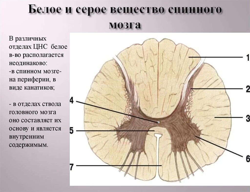 Выделения серого вещества. Серое и белое вещество спинного мозга. Строение серого и белого вещества спинного мозга. Белое и Мерое вешестао сриногг мозга. Серое внщемтвоспинньго мозга.