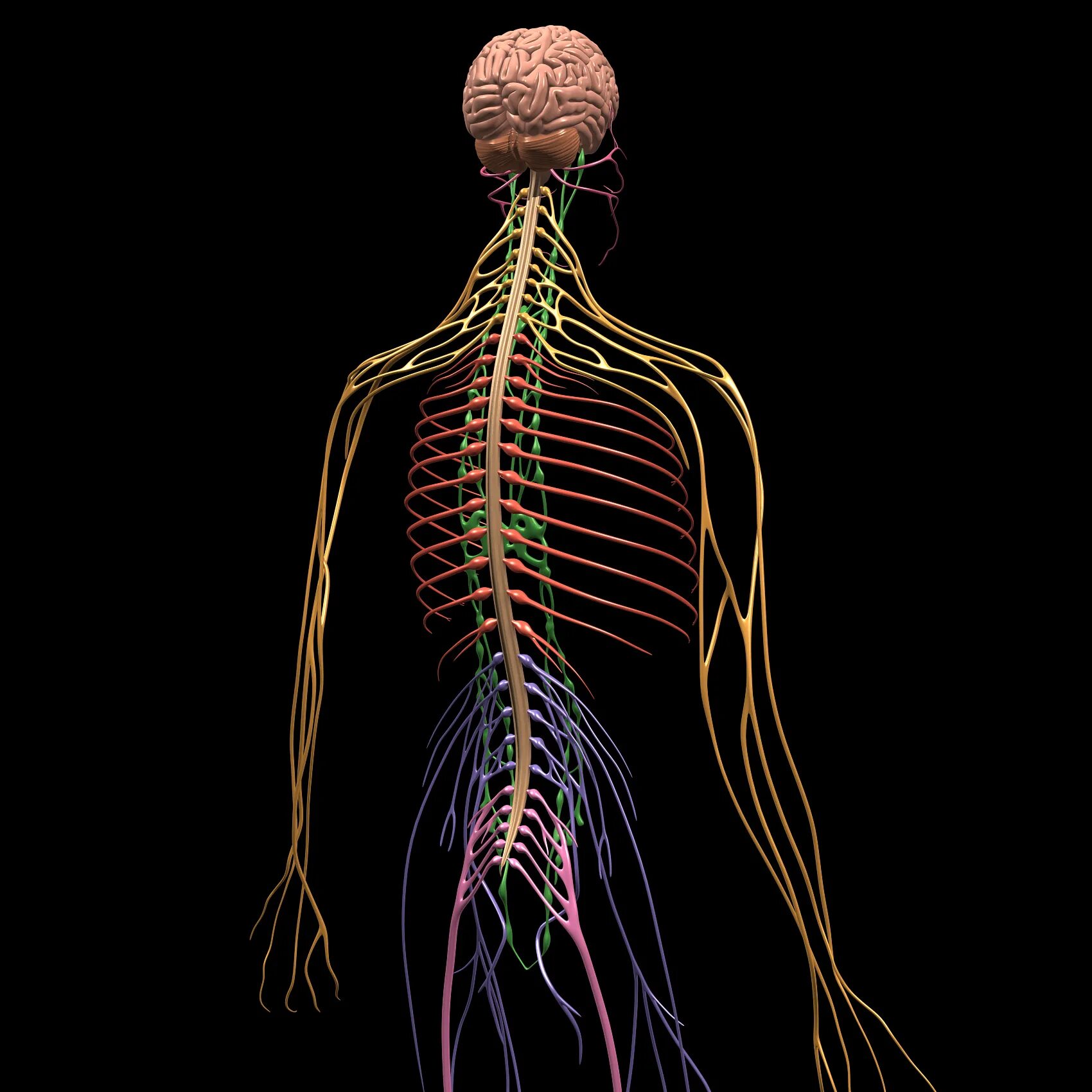 Центральная нервная система анатомия. Нервная система анатомия. Нервная система Хэрриэт Коул. ПНС анатомия. Периферическая нервная система скелет.