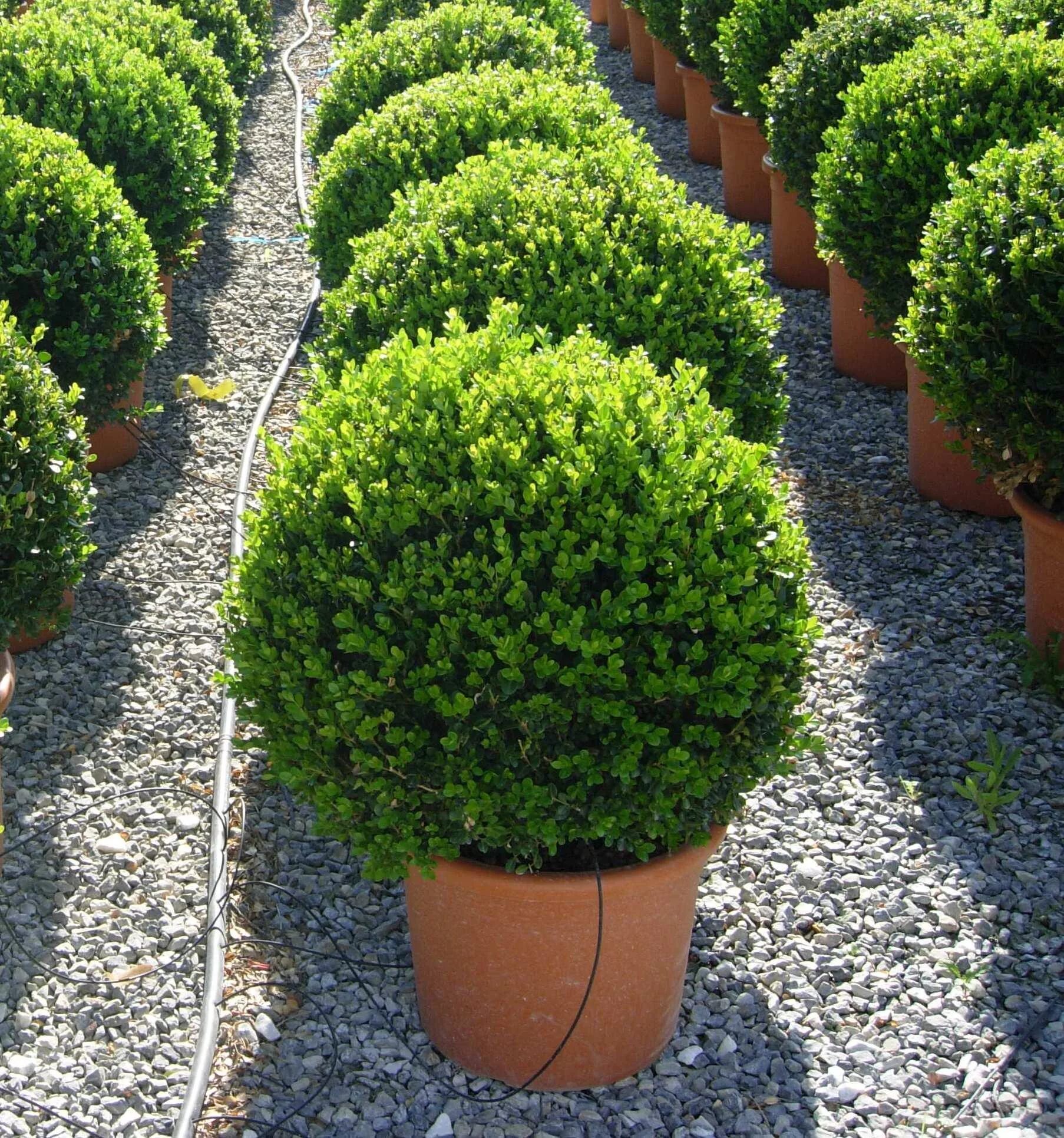 Buxus sempervirens самшит. Самшит Буксус вечнозеленый. Самшит marginata. Самшит мелколистный Фолкнер. Фото вечнозеленых растений