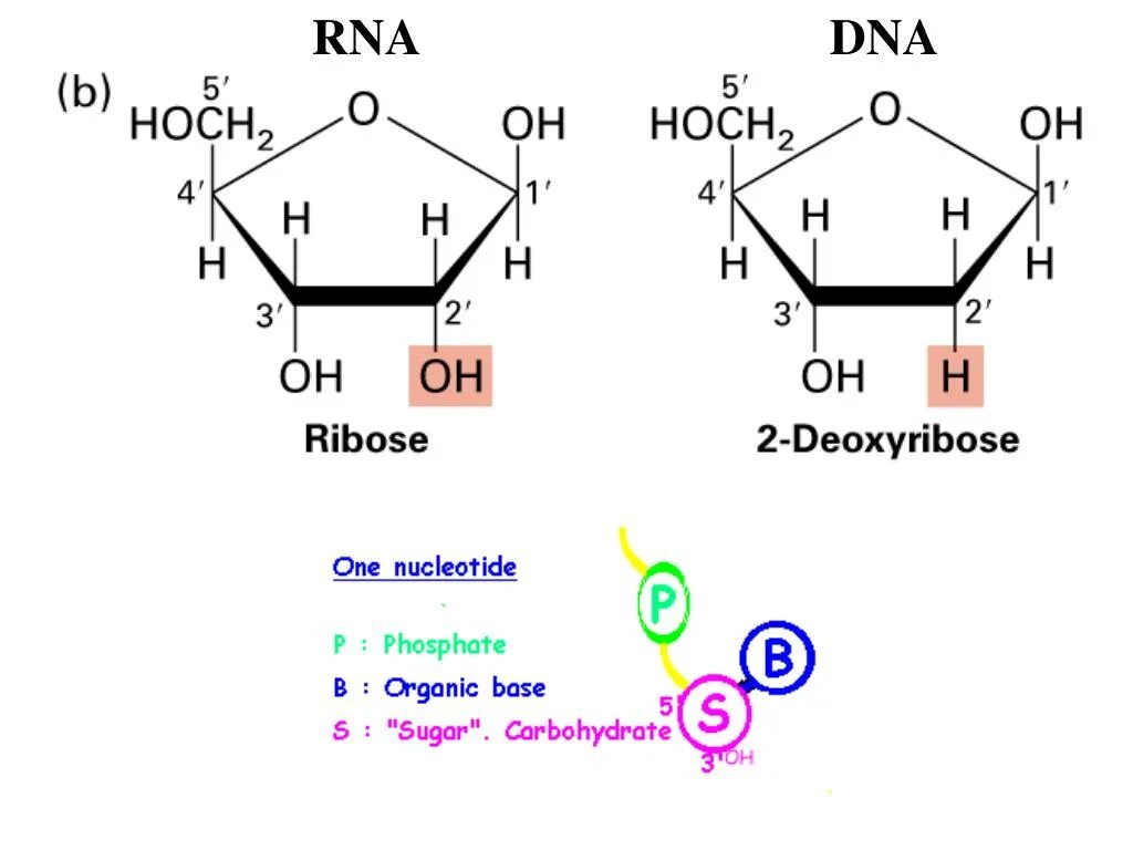 Строение молекулы рибозы и дезоксирибозы. Рибоза и дезоксирибоза. Д дезоксирибоза формула. Дезоксирибоза цикл. Рибоза свойства
