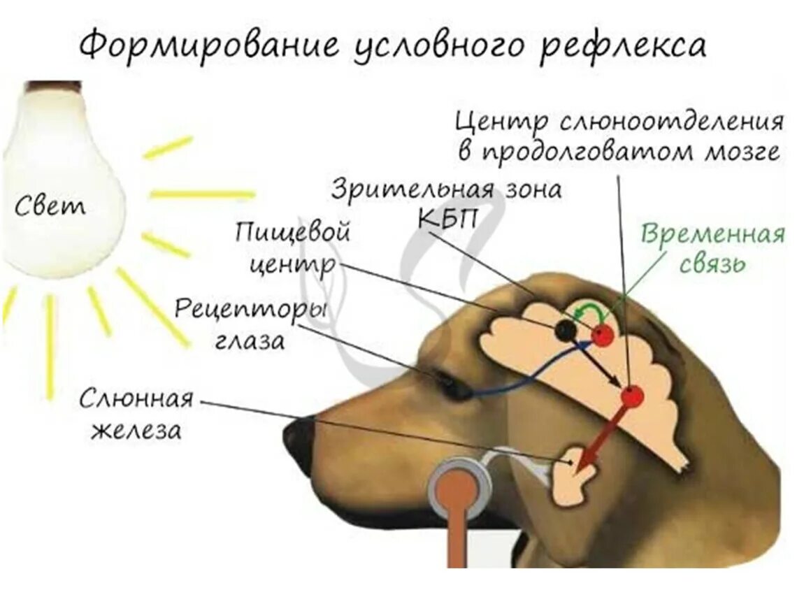 Безусловный рефлекс слюноотделения. Собака Павлова безусловный рефлекс. Схема формирования условного рефлекса собаки Павлова. Слюноотделительный рефлекс собака Павлова. Схема условного рефлекса слюноотделения у собаки.