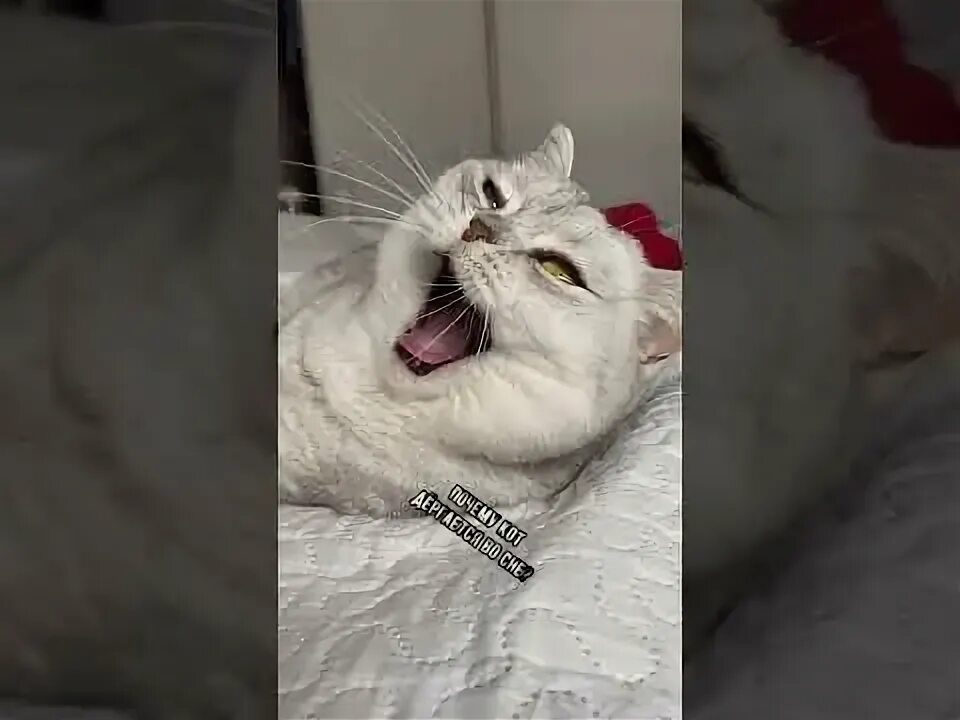 Почему кошка дергается. Кошка дергается во сне. кошка без сна. почему коты дергаются во сне. почему котята дергаются во сне.