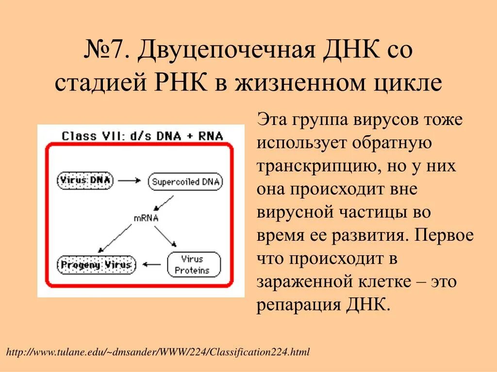 Цикл транскрипции. Цикл РНК вируса. Вирусы содержащие двуцепочечную ДНК. Жизненный цикл РНК И ДНК вирусов. Жизненный цикл ДНК содержащих вирусов.