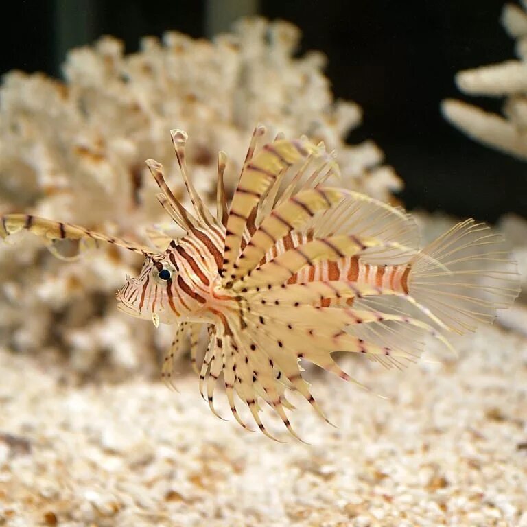 Рыба крылатка. Pterois volitans. Рыба Лев крылатка. Рыба крылатка Зебра. Крылатка фото