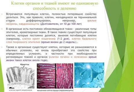 В какой ткани могут присутствовать