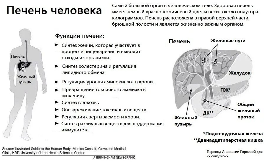За какую функцию отвечает печень. Печень человека функции в организме человека. функции печени в организме человека таблица. строение и функции печени человека кратко. печень строение и функции кратко таблица.