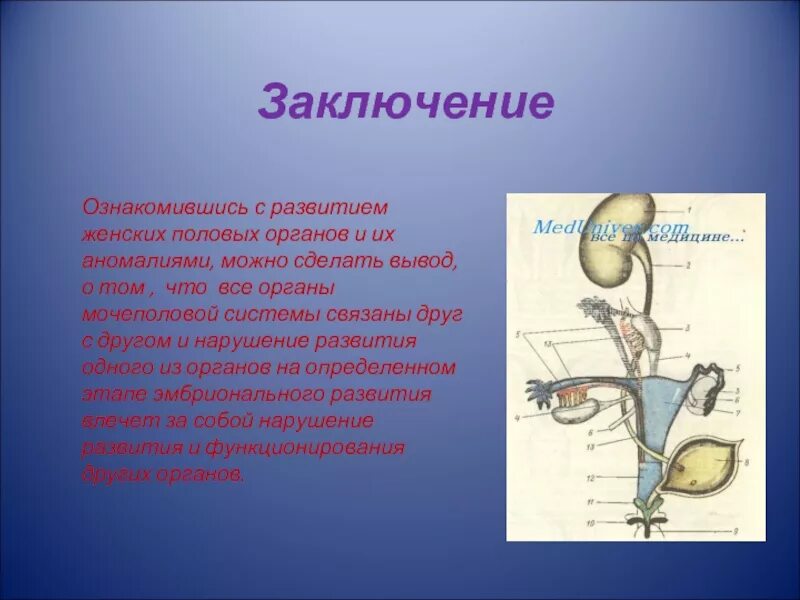 Половые органы строение функции. Женская половая система. Строение органов половой системы. Строение мочевыделительной системы. Половая система человека презентация.