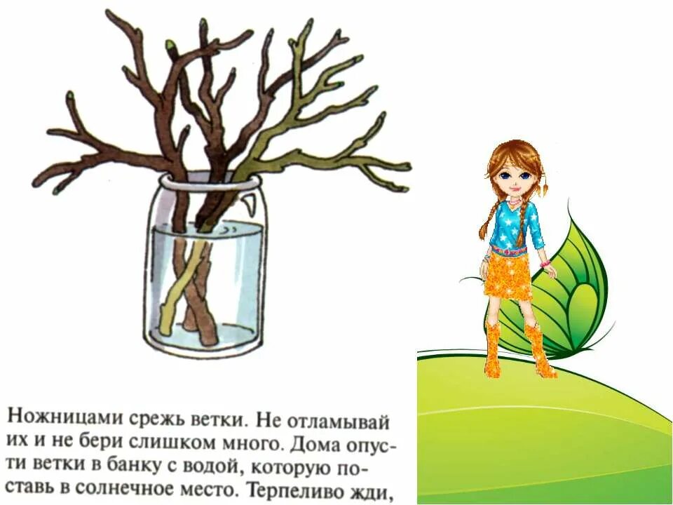 веточку взял. веточку взял. хранение черенков яблони для прививки. привой мандаринового дерева. заготовка черенков для прививки.