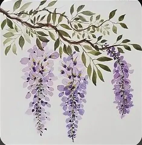 Глициния рисунок
