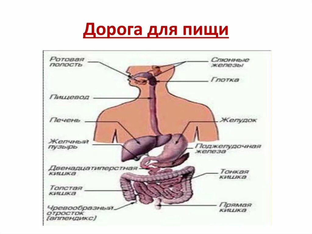 Функции пищеварительной системы анатомия. Принципы организации пищеварительного конвейера. Конвейерный принцип организации пищеварения. Функции пищеварительной системы человека анатомия. Строение желудочно-кишечный тракт человека анатомия.