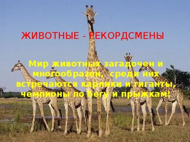 Кто является рекордсменом. Кто является рекордсменом