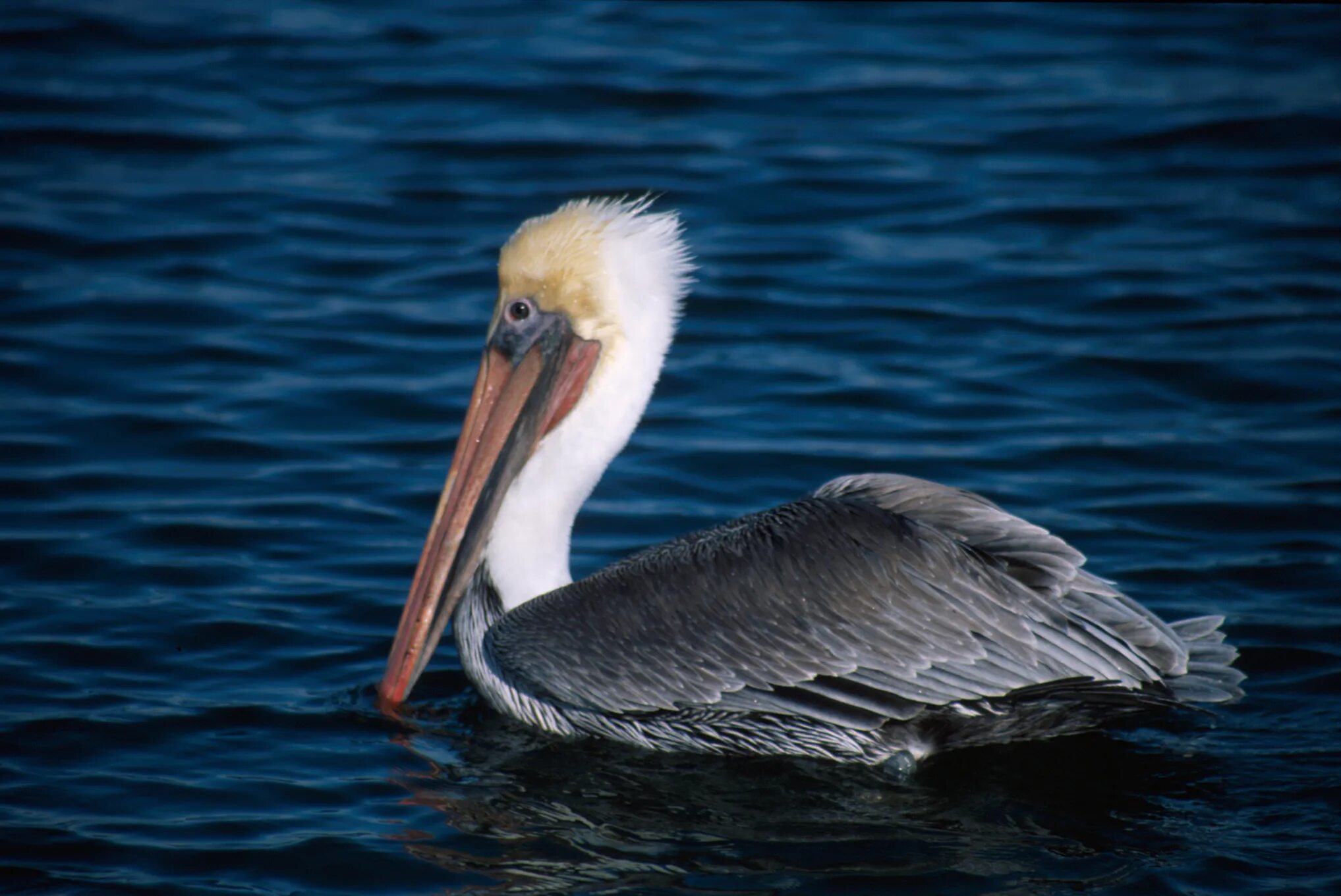 Pelecanus occidentalis. Американский бурый Пеликан. Калифорнийские бурые Пеликаны. Пеликан среда обитания. Пелекан