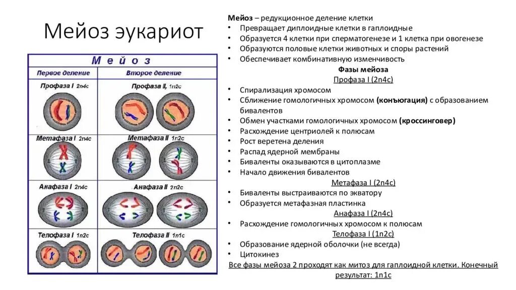 Мейоз тест 10 класс биология. Фазы 1 деления мейоза. Фазы мейоза 10 класс. Фазы мейоза ЕГЭ биология. Конъюгация деление мейоза.